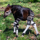 Baby okapi! 😫